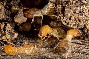 termites control sandton